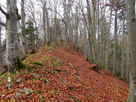1133146 (a): :2048x1536